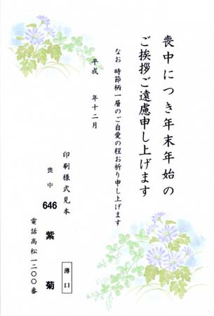 HPM2646　紫　菊