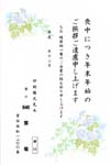 HPM2646紫　菊
